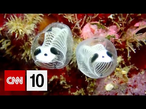 【CNN10】川普贏得南卡羅來納州共和黨初選、烏克蘭紀念俄羅斯入侵兩週年、科學家證實在日本發現了一個新物種 | 2024年2月27日 (Scientists confirm discovery of a new species in Japan | February 27, 2024)