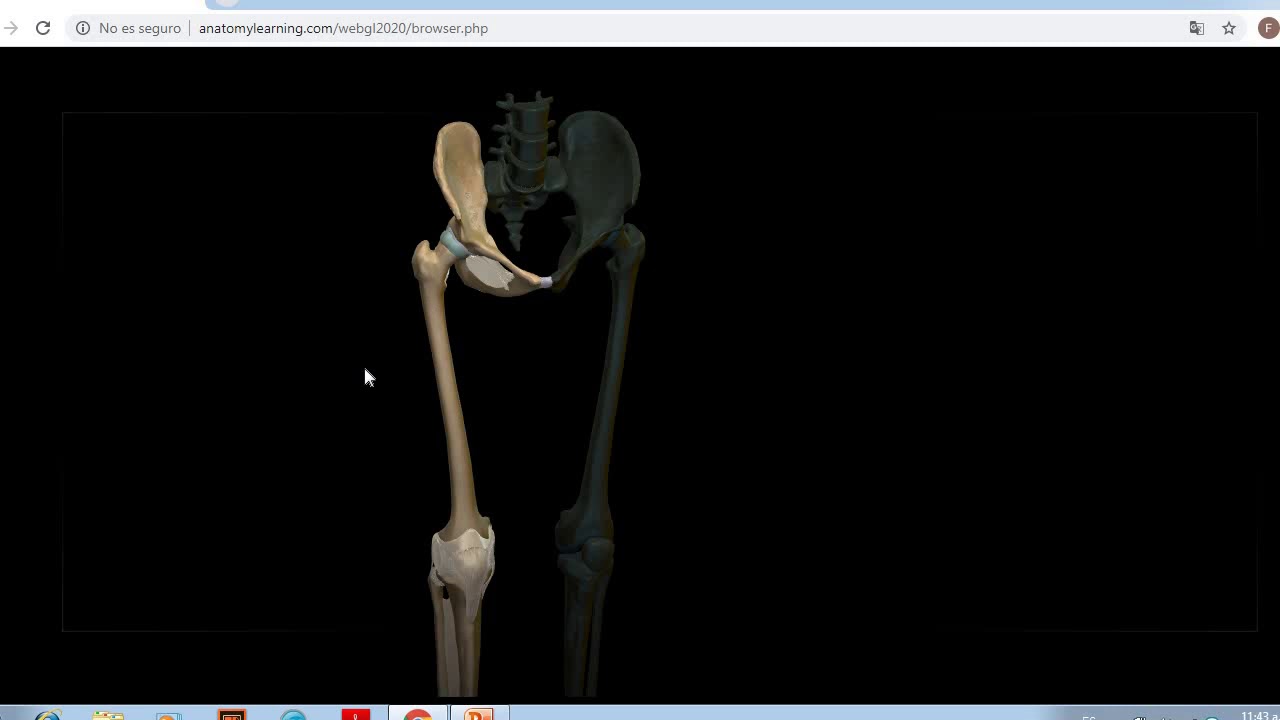 Osteología  de miembro inferior generalidades.