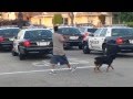 Police Shoot Dog In Front of Owner in Hawthorne ...