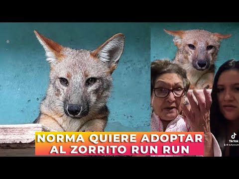 NORMA WANTS TO ADOPT THE LITTLE FOX RUN RUN - Grandma Norma