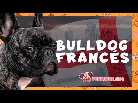 Guía oficial de Bulldog Francés