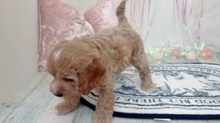 ハーフ犬の動画01
