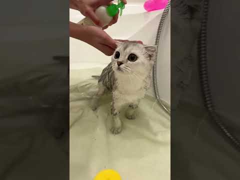 Kisa takes a bath for the first time🧼