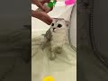 Kisa Takes A Bath For The First Time