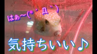 ハコフグの滝修行（泡浴び）が可愛くて面白かった♪