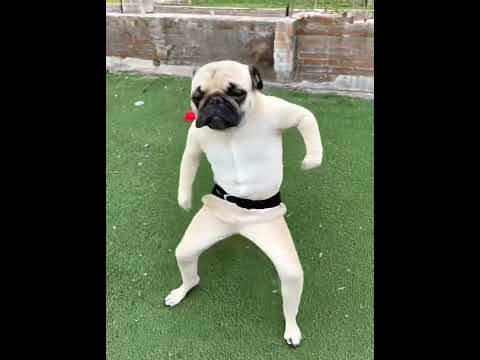 🤣🤣🤣 ahora va chuti #guzmancitos #pug #humor #dogshorts #dog
