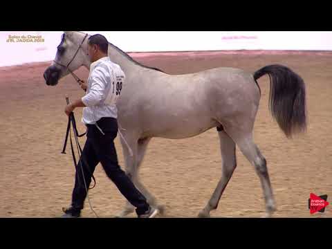 N 99 MABROUK DE DREAM   A H  Moroccan Breeders' Cup 2019   Yearling Colts Class 6A