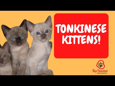 Tonkinese Cat | Tonkinese Kittens- Learn Tonkinese cat colors and the Tonkinese cat personality.