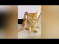 funny animals video 😂😂 Watch and enjoy 🤗 2