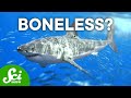 Why Don't Sharks Have Bones? 