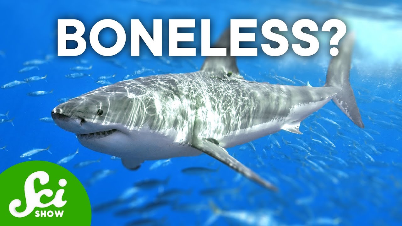 Why Sharks Don't Have Bones