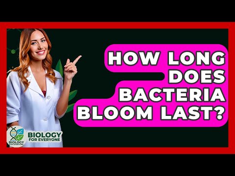 How Long Does Bacteria Bloom Last? - Biology For Everyone