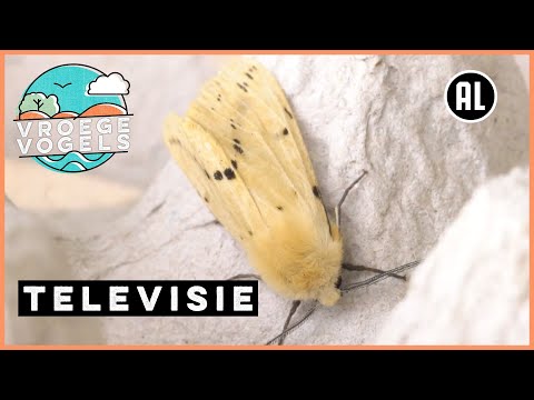 De talloze nachtvlinders op de Plantage | TV | Vroege Vogels