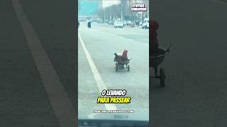 😱 ELE FEZ UMA CARROCINHA PARA O AMIGO! O passeio que parou a cidade inteira 🚙🐔