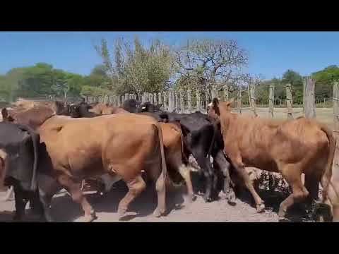 Vacas en La Eduvigis, Chaco