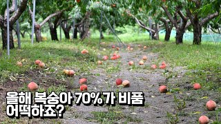 복숭아 3천평을 혼자 농사짓고 SNS로 완판하는 청년농부의 비결은?