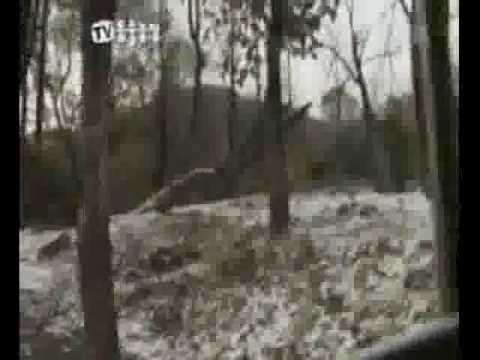 Sumatran Tigers vs Fat African lions. lions are submissive cowards. truth lions have more bodyfat