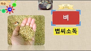[농사정보(3월 하순)] 벼_볍씨소독(보급종준비, 까락제거, 소금물가리기, 침지소독, 온탕소독)