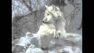 Raised On Love  (A Wolf Slideshow ) Music by: Justin Hayward