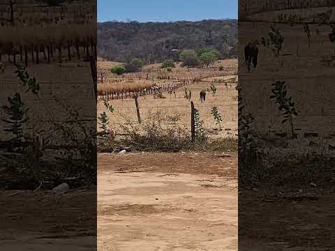 Fazenda Barbosa,  Jaborandi BA