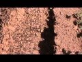 Fire Ants Meet Mr Big Boot FTHVN 167