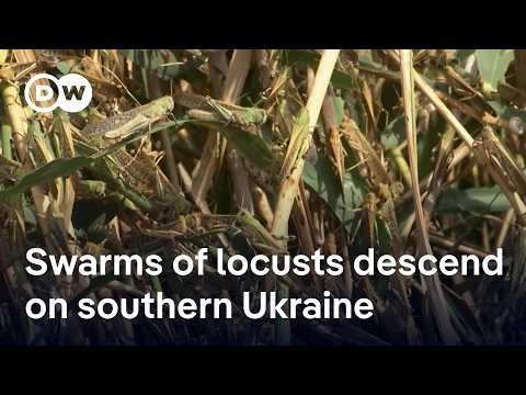Locusts swarm in south Ukraine as war disrupts pest control | DW News