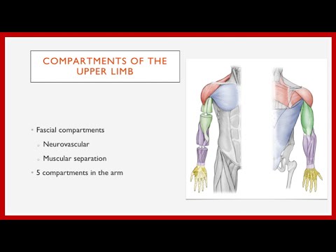 An Introduction to Upper Limb Compartments In Less Than 2 Minutes