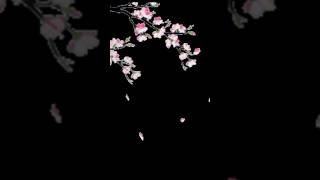 Husnul Jamal #mappilappattu #song #shorts