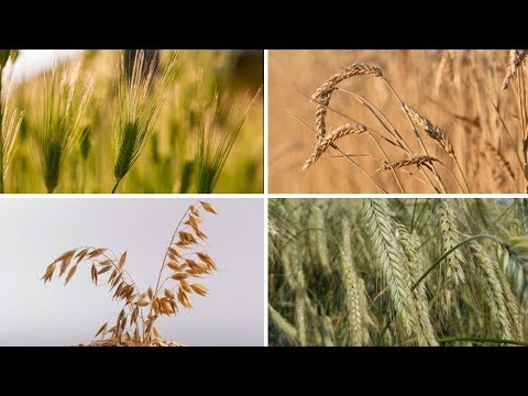 Rätsel: Weizen, Roggen, Gerste, Hafer - erkennt ihr diese Getreidearten?