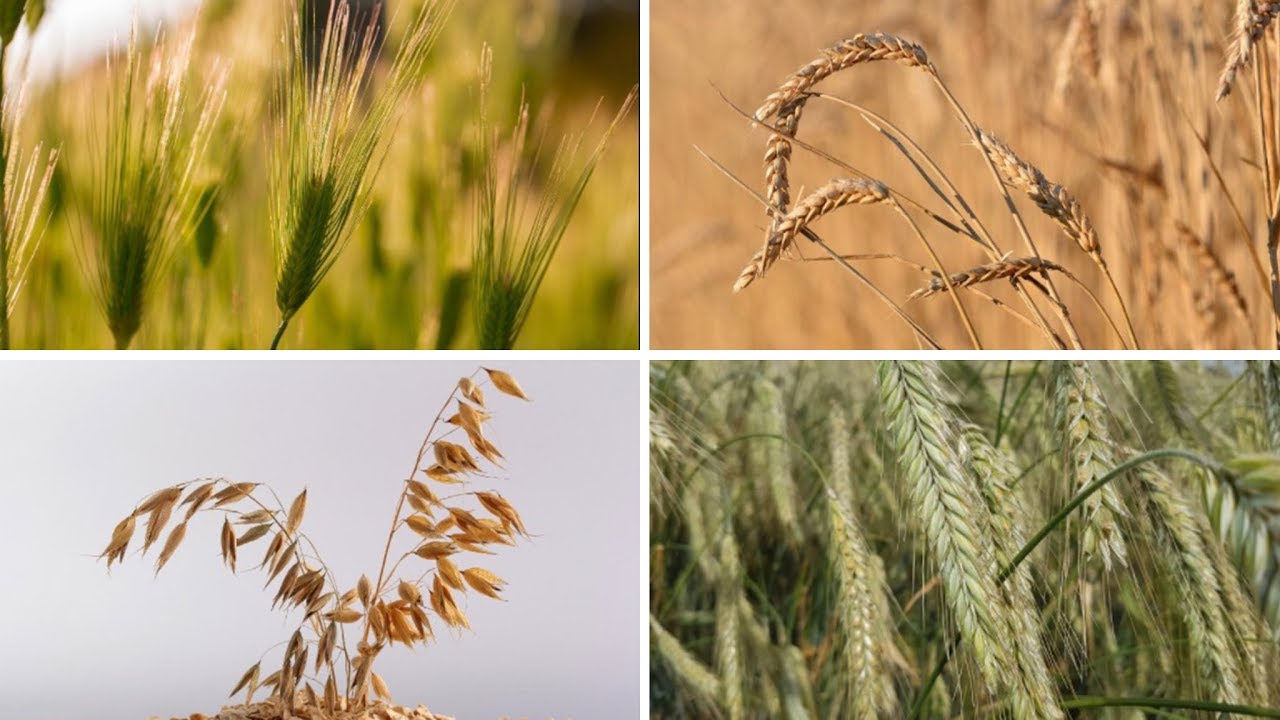 Rätsel: Weizen, Roggen, Gerste, Hafer - erkennt ihr diese Getreidearten?
