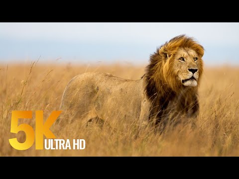 5K African Wildlife Documentary Film - Etosha National Park, Namibia, Africa