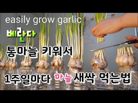 , title : '먹고 또 먹고 통마늘 새싹채소 페트병 활용 집에서 쉽게 키우는법 How to grow garlic sprouts'