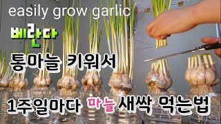 먹고 또 먹고 통마늘 새싹채소 페트병 활용 집에서 쉽게 키우는법 How to grow garlic sprou…
