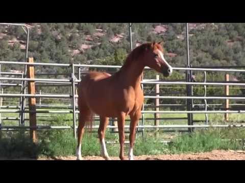 Etherea Pure Polish Arabian Mare
