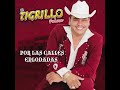 El masiaco tigrillo palma