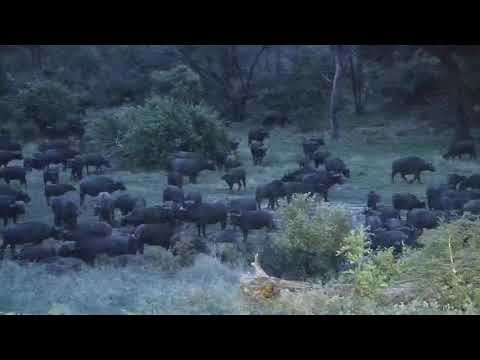 Djuma: Large Buffalo herd-Pt:1 - 18:30 - 11/27/20