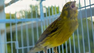 Download lagu The Last video of Mr SIX ! Canary Training Song mp3 Download lagu The Last video of Mr SIX ! Canary Training Song mp3