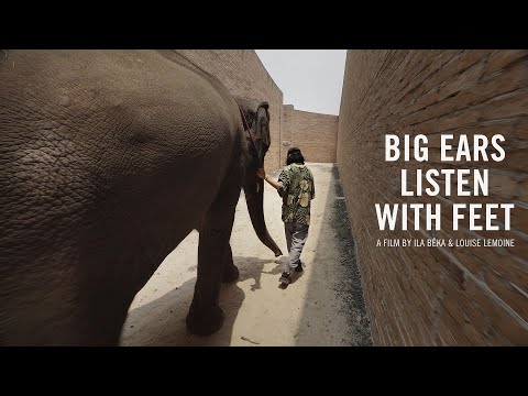 Trailer BIG EARS LISTEN WITH FEET - Trailer - New Film!