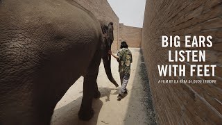 BIG EARS LISTEN WITH FEET - Trailer - New Film!