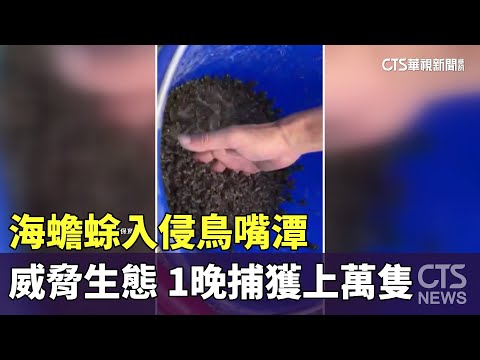 「海蟾蜍」入侵鳥嘴潭威脅生態　1晚捕獲上萬隻