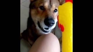 Dog and the Squealing chicken toy