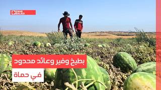 حماة.. بطيخ وفير وعائد محدود