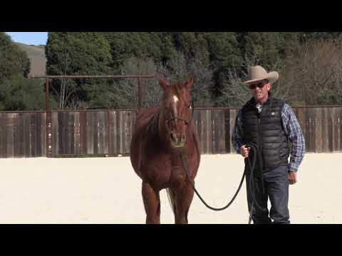 Marginal Gains- Reins to Loin Connection