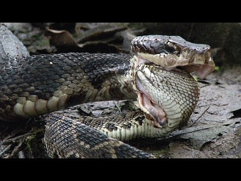 Cottonmouth vs Rattlesnake 01 - Cottonmouth Kills & Eats Rattlesnake