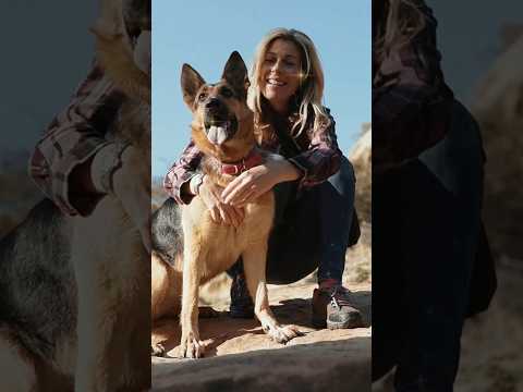 Do you know the German Shepherd? #canine #germanshepherd #dogs