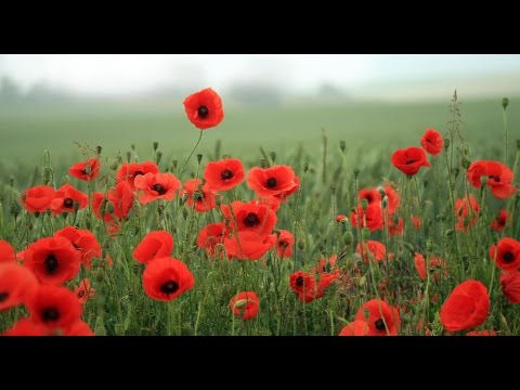 In Flanders Field, Poem by John McCrae, May 1915