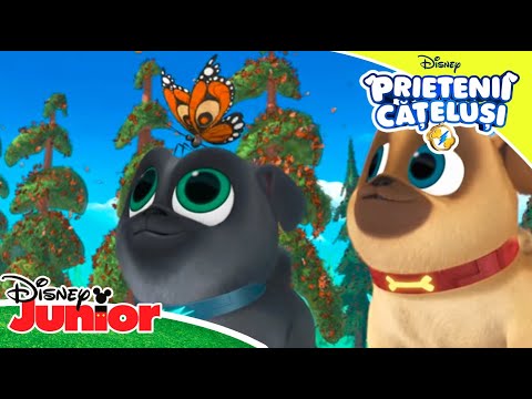 🐶 Momente de aventură cu Bingo și Rolly | Prietenii Cățeluși | Disney Junior România