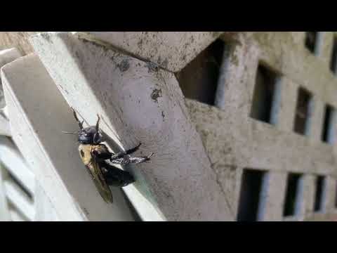 Carpenter Bees & a Damaged Shed in Peapack, NJ
