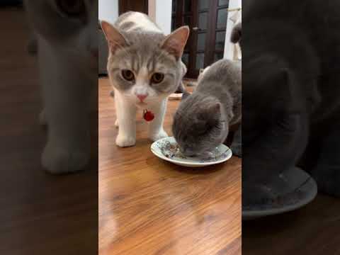 BRITISH SHORT HAIR CATS EAT WETFOOD