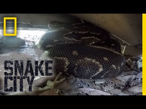 Spirit-Filled Snake | Snake City